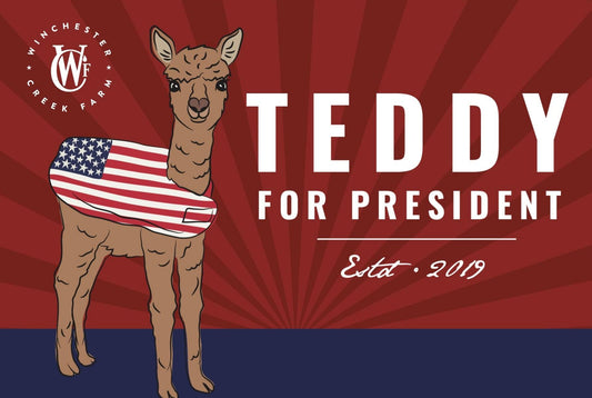 Postcard with illustration of alpaca wearing American flag style turnout blanket.