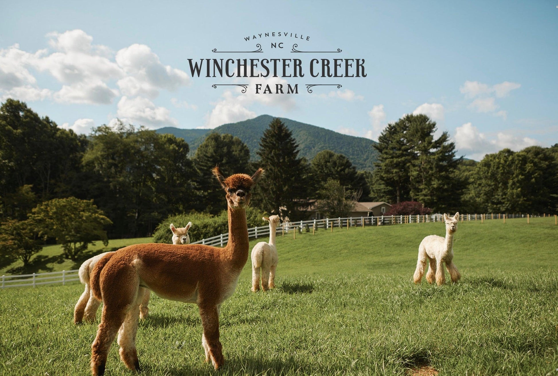 Postcard of a picture of alpacas in a green grassy pasture with mountains in the background.