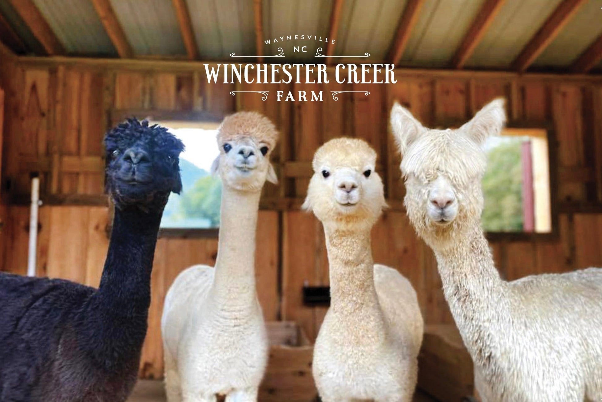 Postcard with a picture of four alpacas standing in a barn.