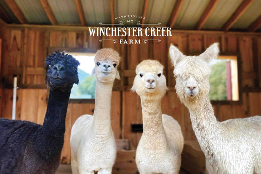 Postcard with a picture of four alpacas standing in a barn.