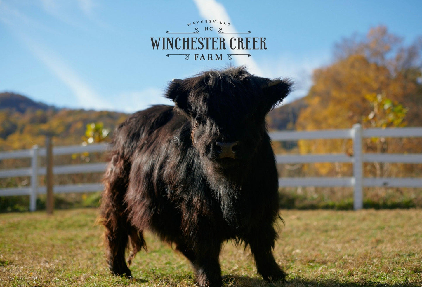 Postcard with picture of miniature brown cow standing in green grassy pasture.
