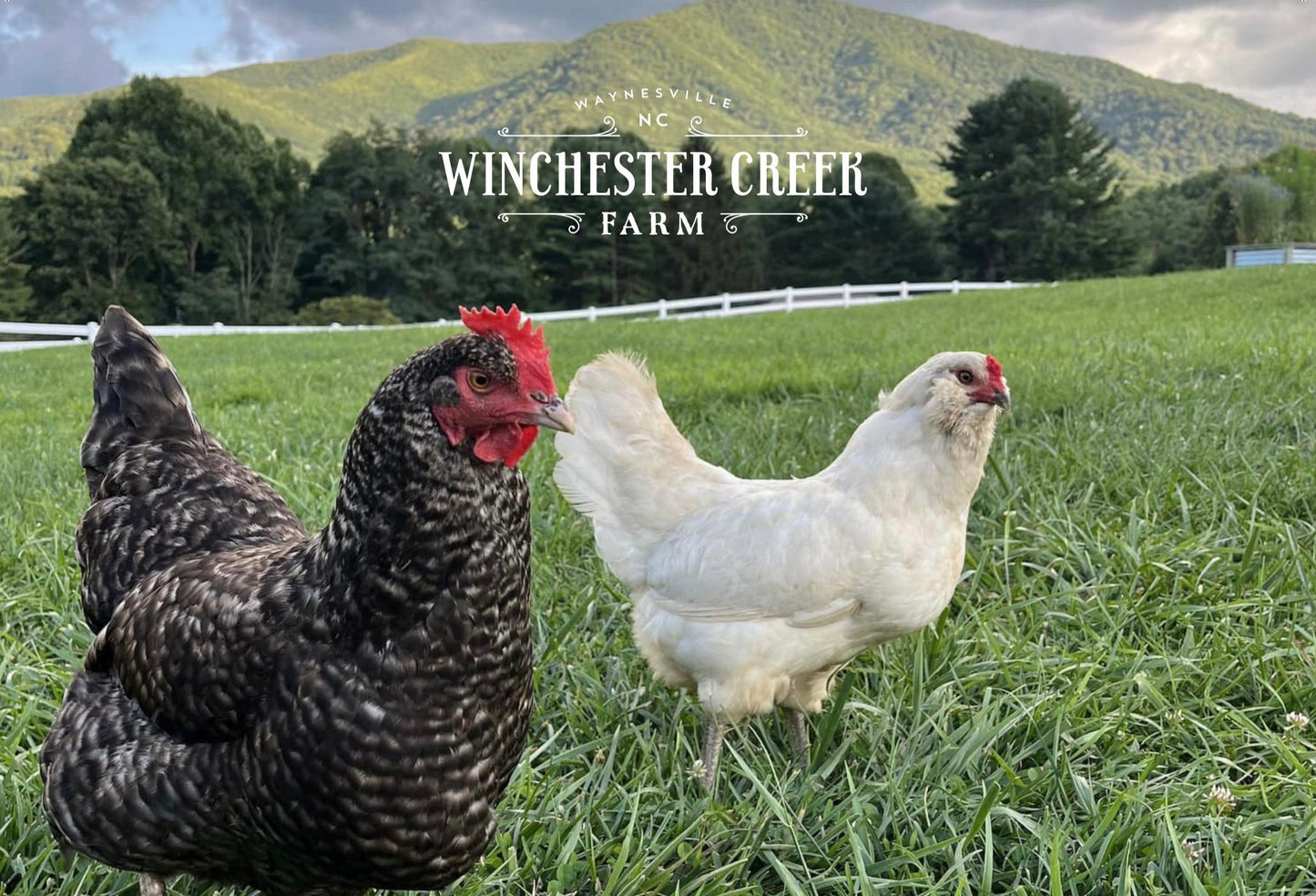 Postcard with chickens standing in grassy pasture with mountains in the background.