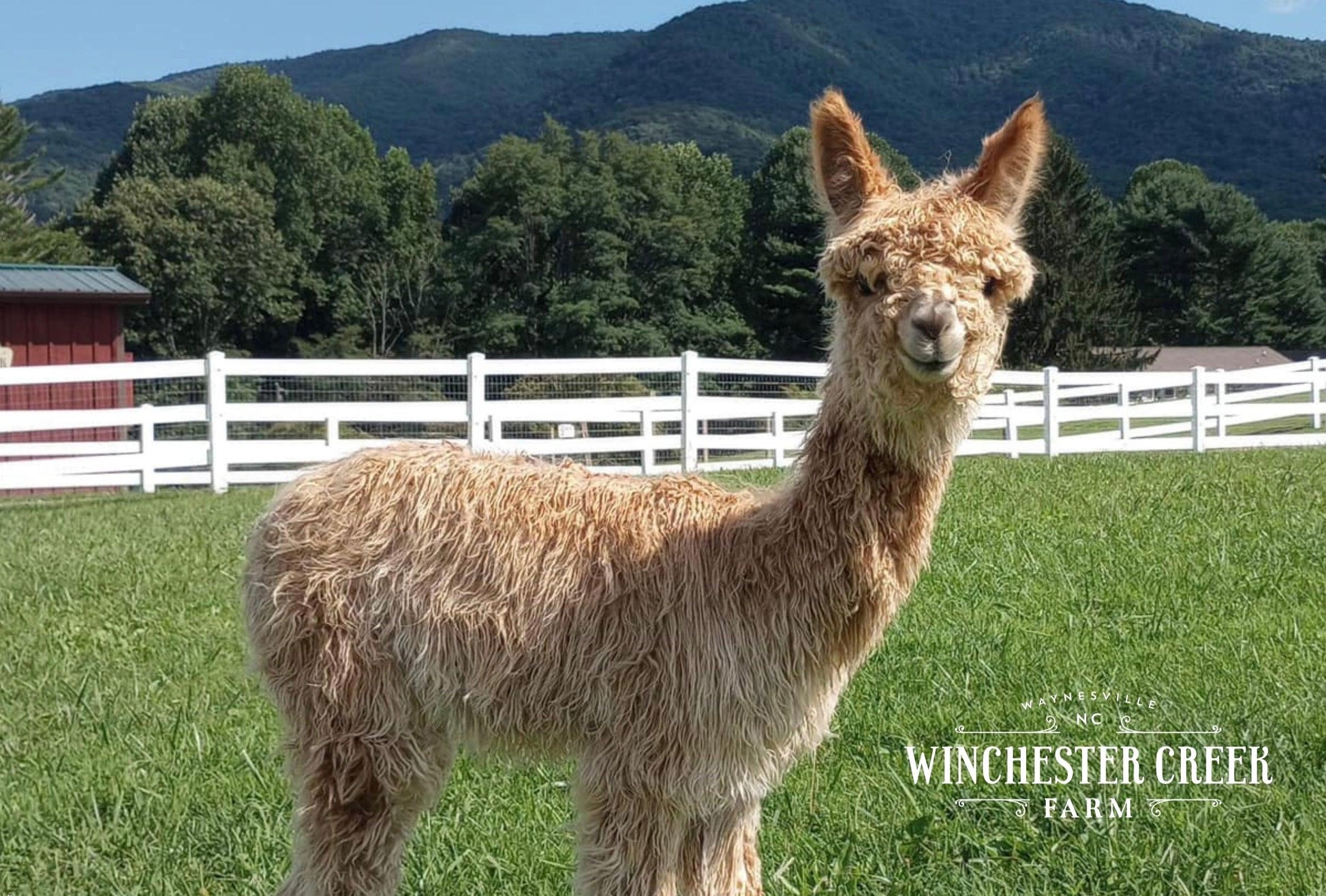 Postcard with white alpaca standing in grassy pasture with mountains in the background.