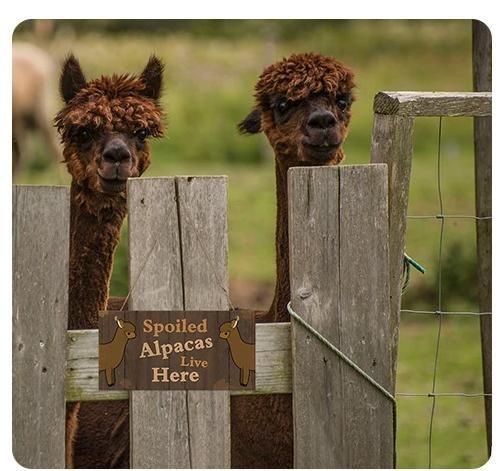 Wooden Plaque (Brown)-Spoiled Alpacas Live Here