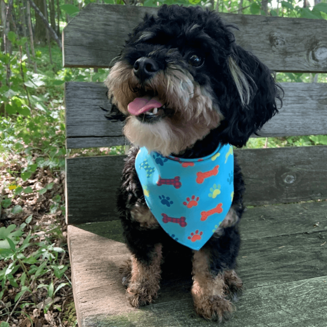 Party Bones Pet Bandana - Small