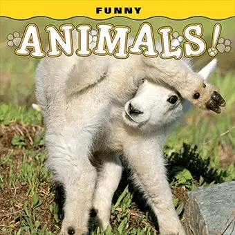 Funny Animals Book