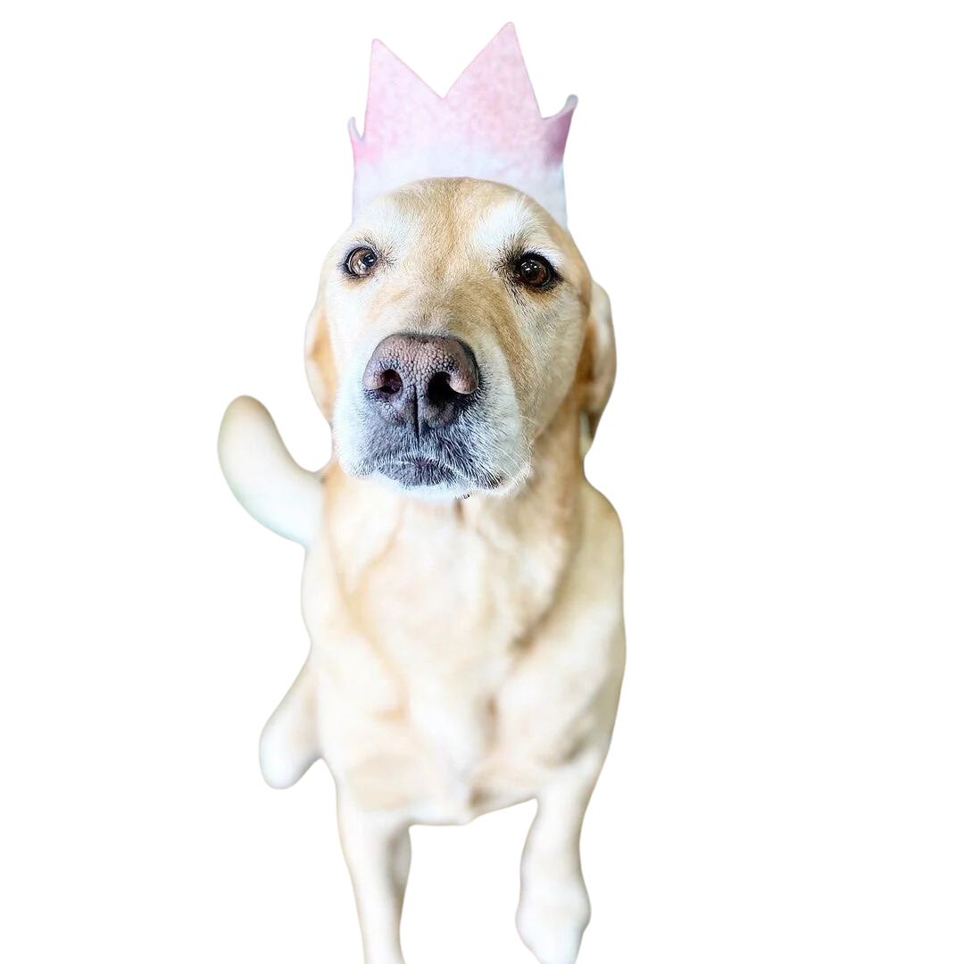 Pet Party Crown